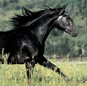 cheval-noir.jpg