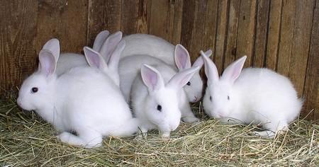 Les petits lapins blancs